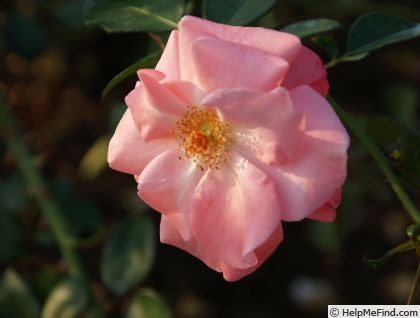 'Christine Gandy' rose photo