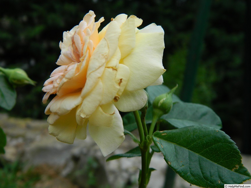 'Proteus Anguinus Rose' rose photo