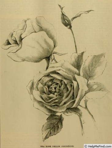'Nellie Johnstone' rose photo