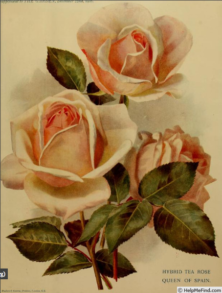 'Queen of Spain' rose photo