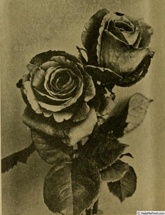'Cherry Ripe (hybrid tea, Paul, 1905)' rose photo