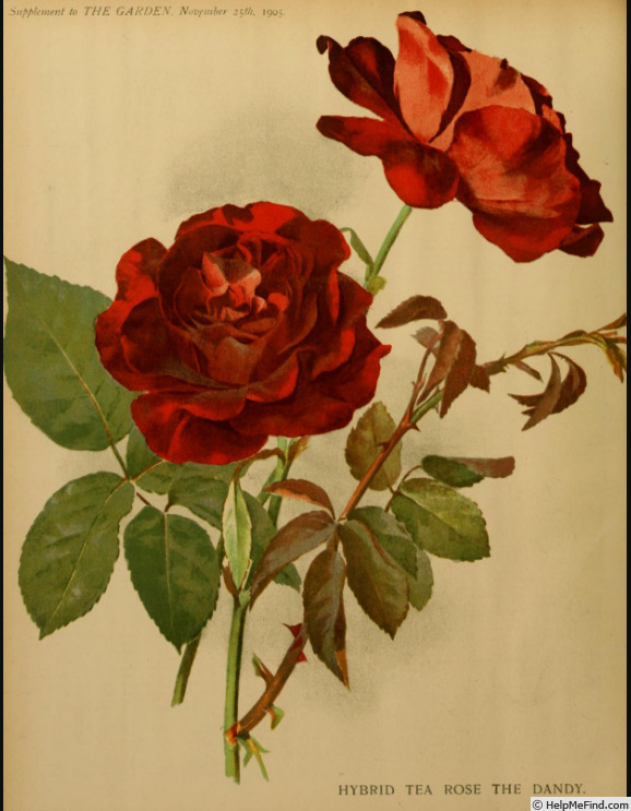 'The Dandy' rose photo
