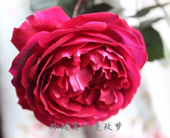 'Guo Se Tian Xiang' rose photo