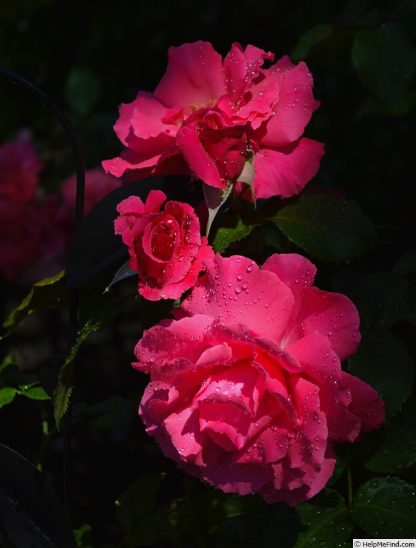 'Electron ® (hybrid tea, McGredy, 1962)' rose photo