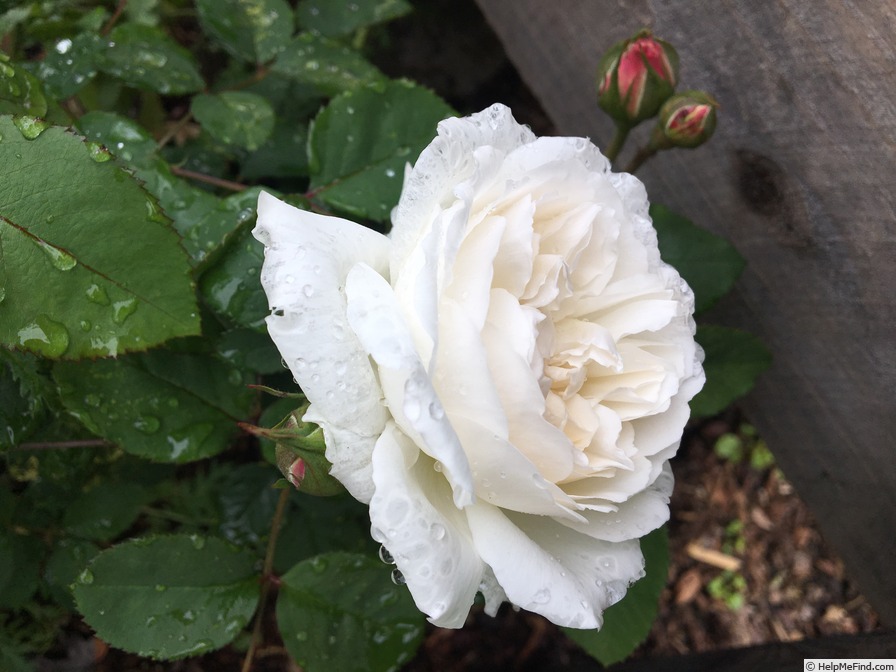 'Winchester Cathedral ®' rose photo