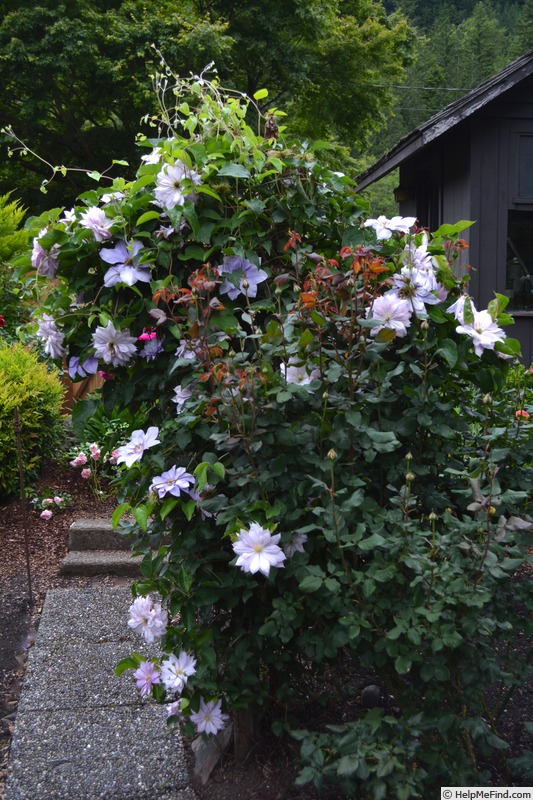 'Lady Caroline Nevill' clematis photo