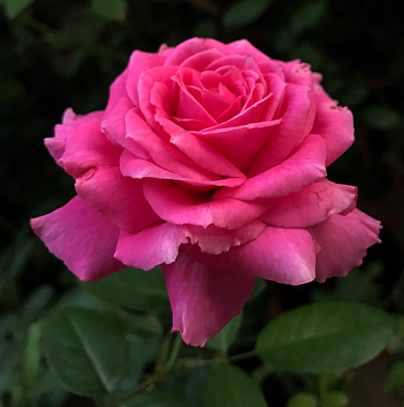 'Claire Marshall' rose, click to enlarge 'Claire Marshall' rose photo