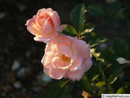 'Yuka' rose photo