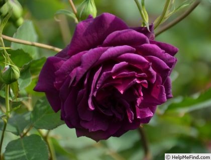 'Mayo' rose photo