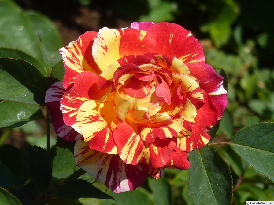 'Maurice Utrillo ™' rose photo