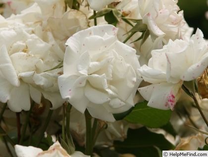 'Ginsekai' rose photo