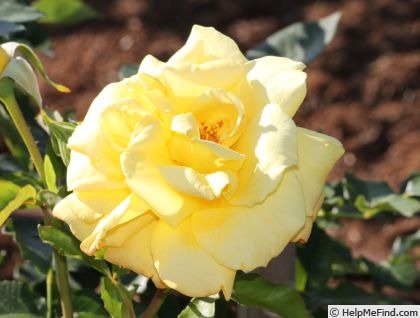 'Kaguyahime' rose photo