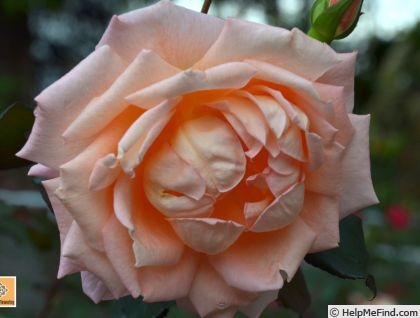 'Koisan' rose photo