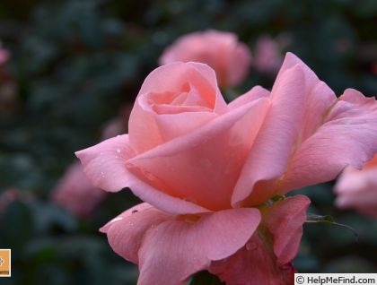 'Salmon Gaujard' rose photo