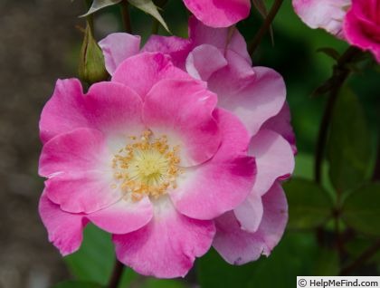 'Sarasa' rose photo
