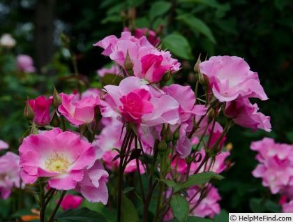 'Sarasa' rose photo