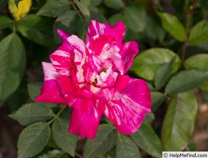'Benikanoko' rose photo