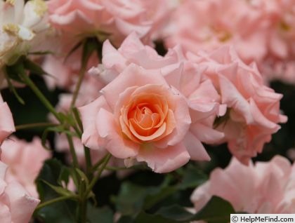 'Warabeuta' rose photo
