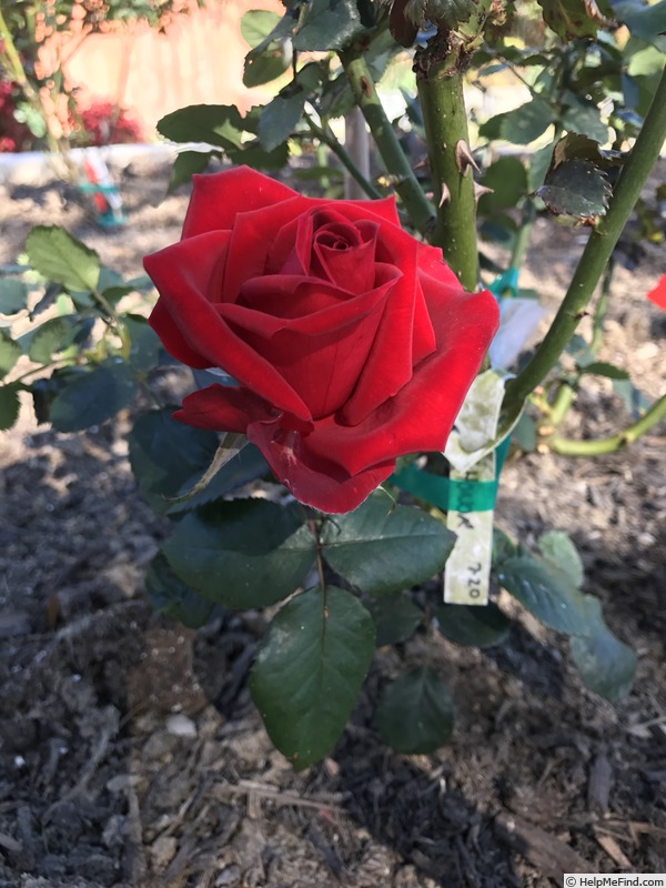 ‘Veterans’ Honor’ Rose Photo