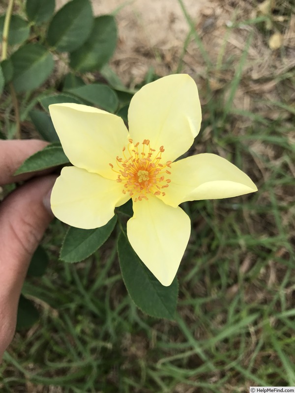 'Lemon Zen' rose photo