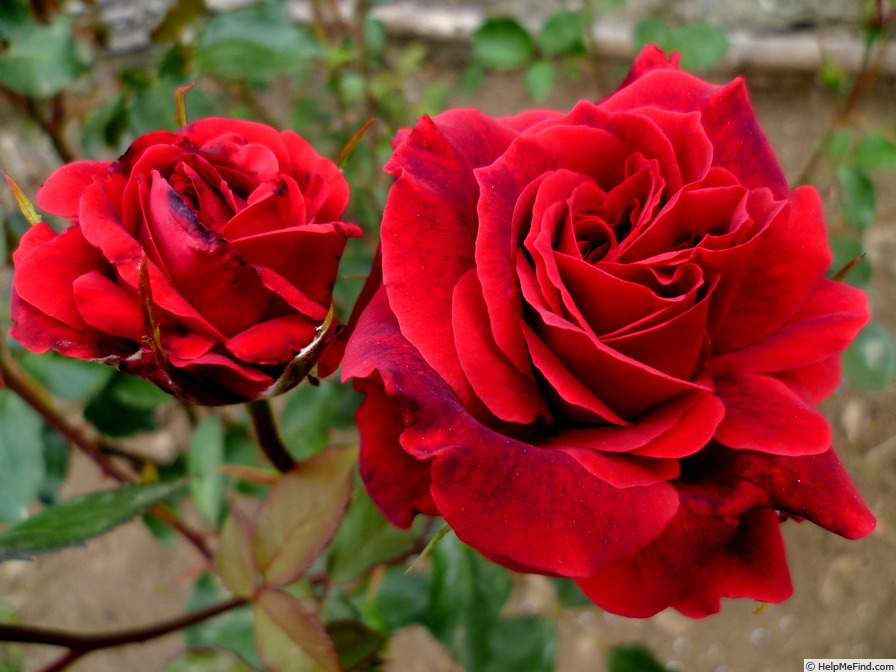 'Le Rouge et le Noir' rose photo