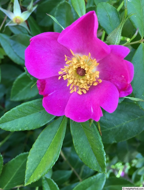 'Commander Gillette' rose photo