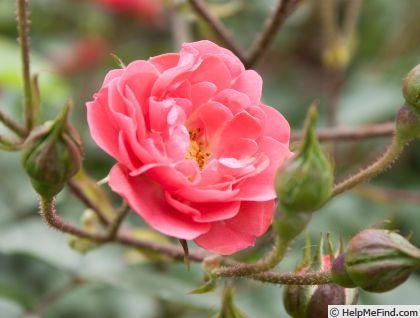 'Jiminy Cricket' rose photo