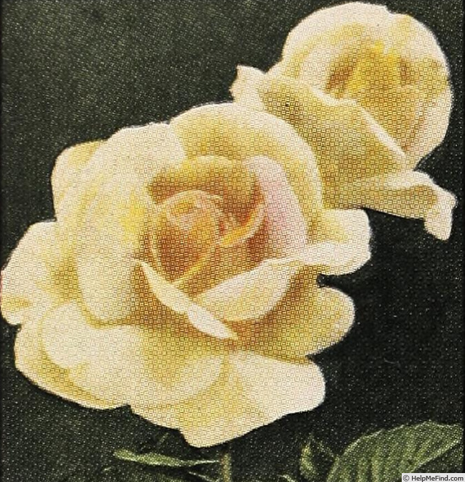'Alfred W. Mellersh' rose photo