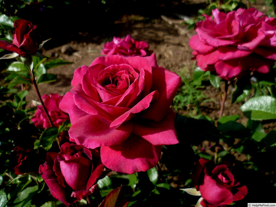 'Bellevue ® (hybrid tea, Kordes 2006)' rose photo