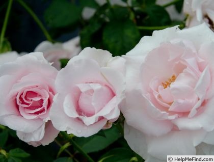 'Sōshun' rose photo