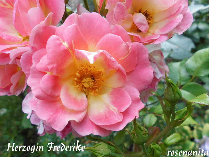 'Herzogin Frederike' rose photo