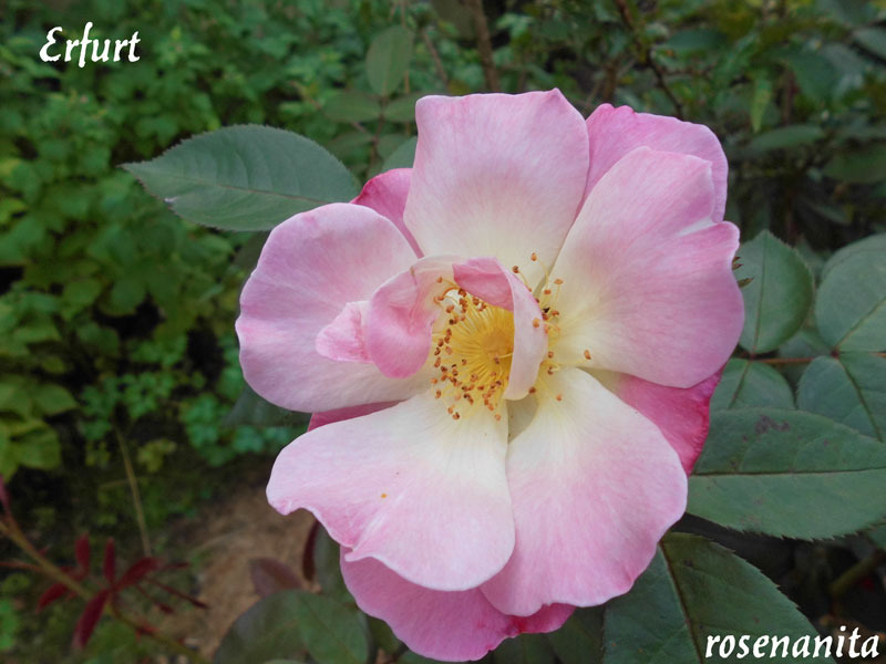 'Erfurt' rose photo