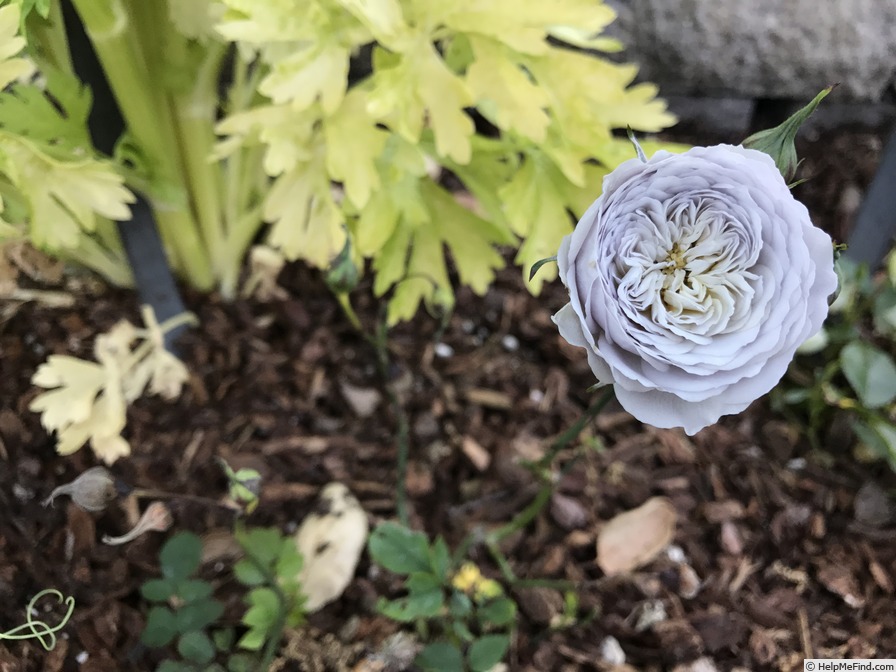 'Little Grey Pearl' rose photo