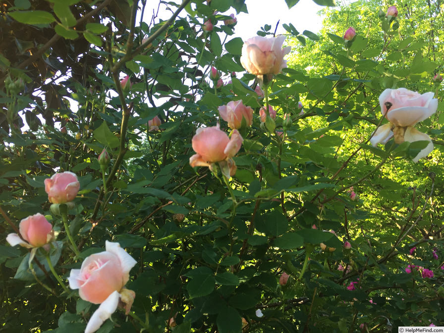 'Quietness' rose photo
