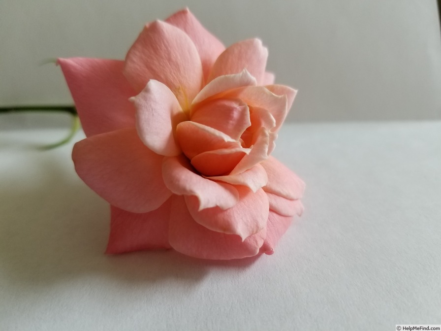 'Climbing Little Girl' rose photo