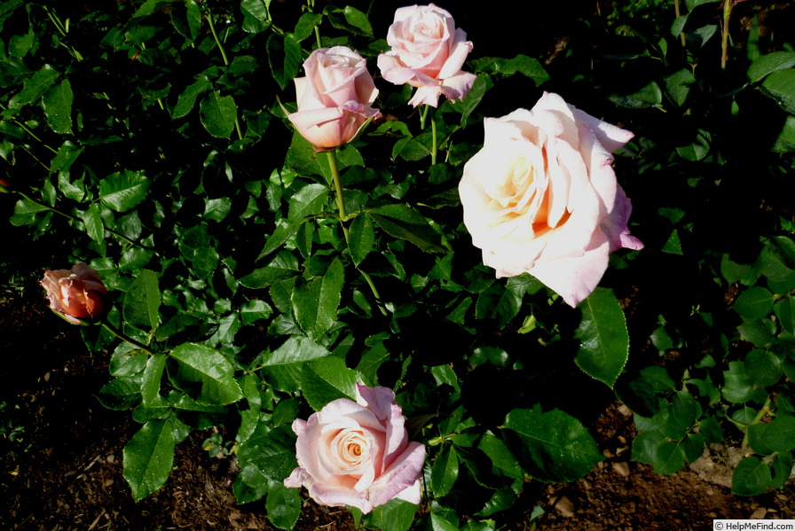 'Paul Ricard ®' rose, click to enlarge 'Paul Ricard ®' rose photo