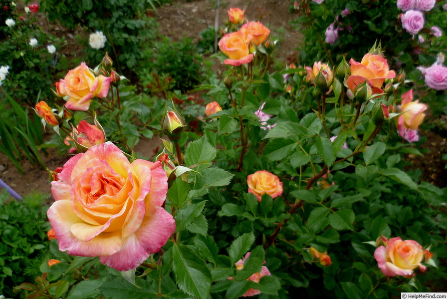 'Gartenspaß ®' rose photo