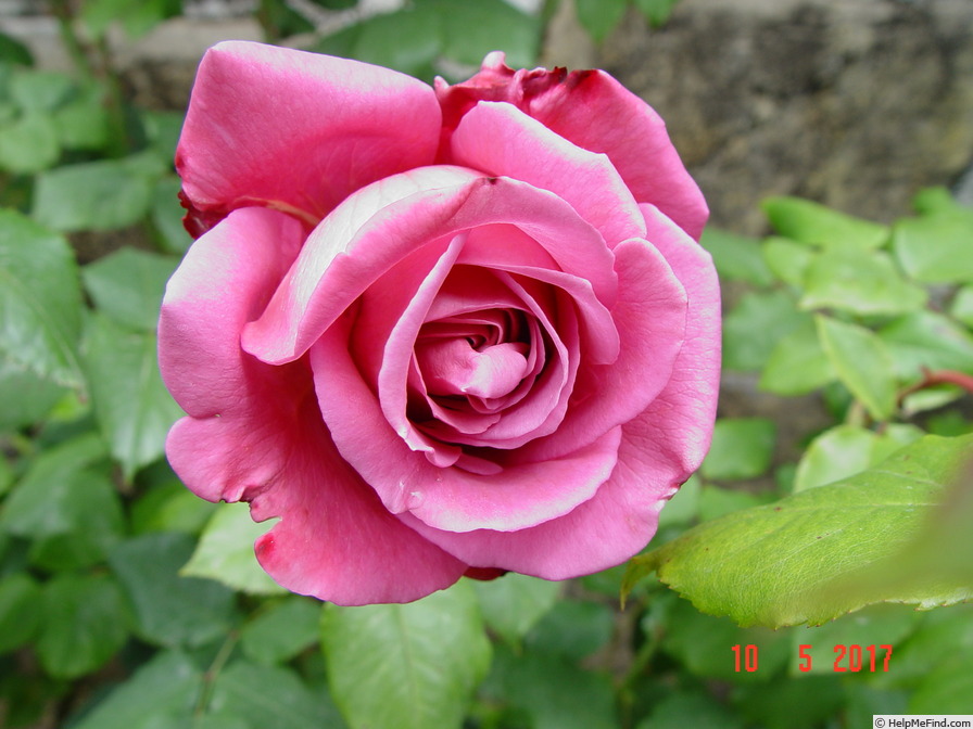 'Claude Brasseur ®' rose photo