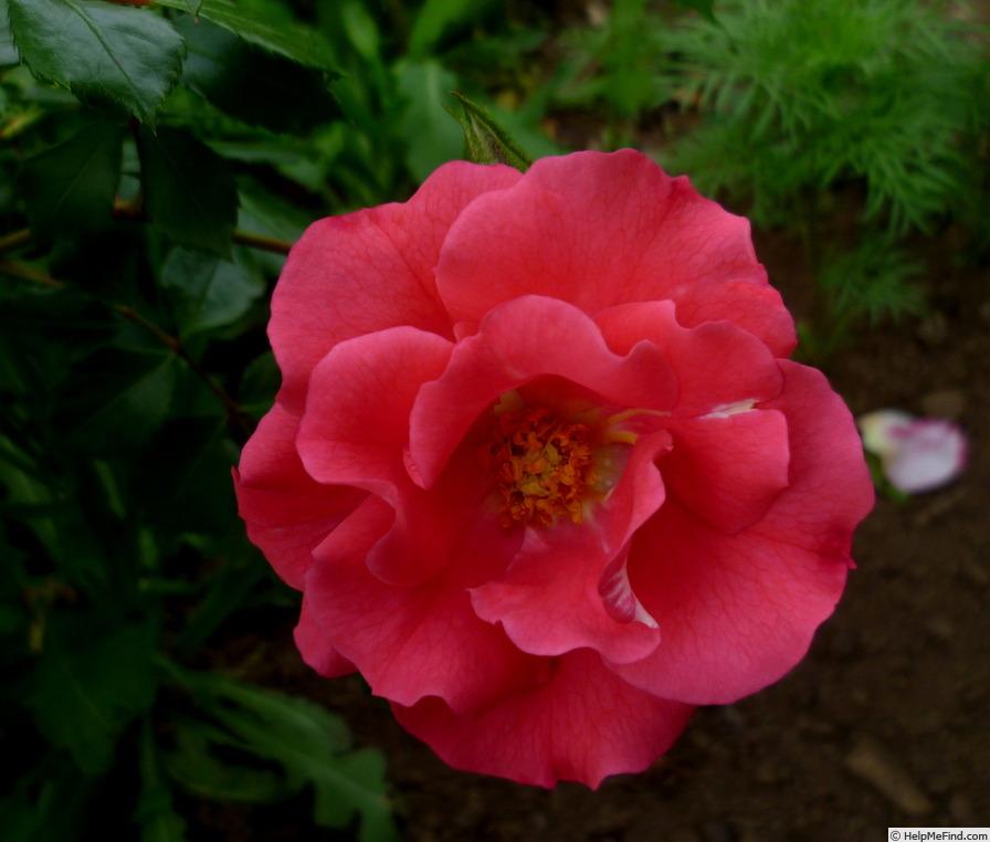 'UNICEF-Rose ®' rose photo
