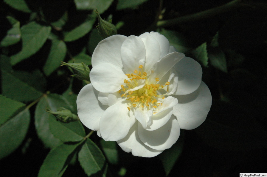 'Souvenir of Léonie Bell' rose photo