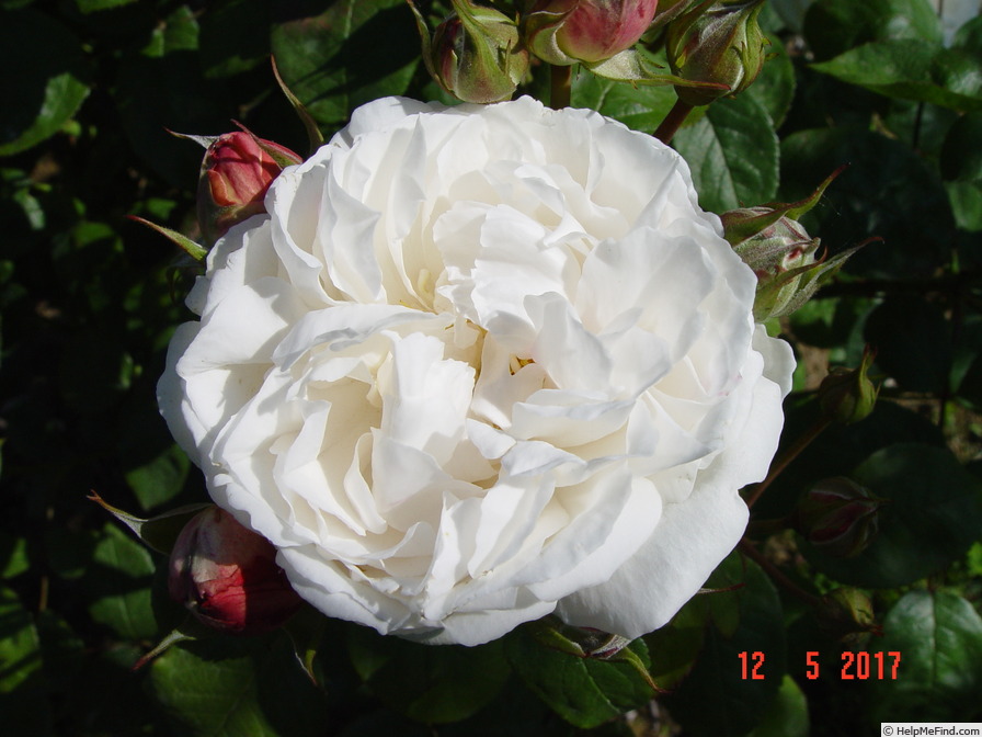 'Winchester Cathedral ®' rose photo