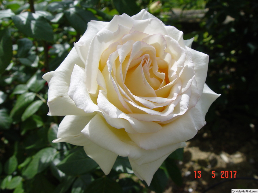 'Anastasia® (hybrid tea, NIRP, 2001)' rose photo