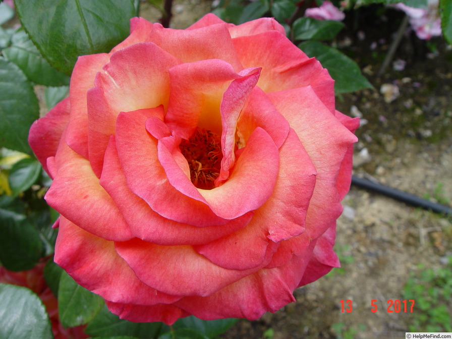 'Sunrise (climber, Kordes, 1988)' rose photo