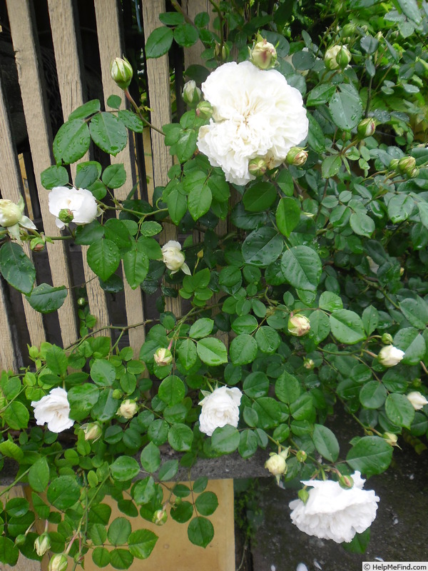 'Sombreuil (LCl, Unknown circa 1940)' rose photo
