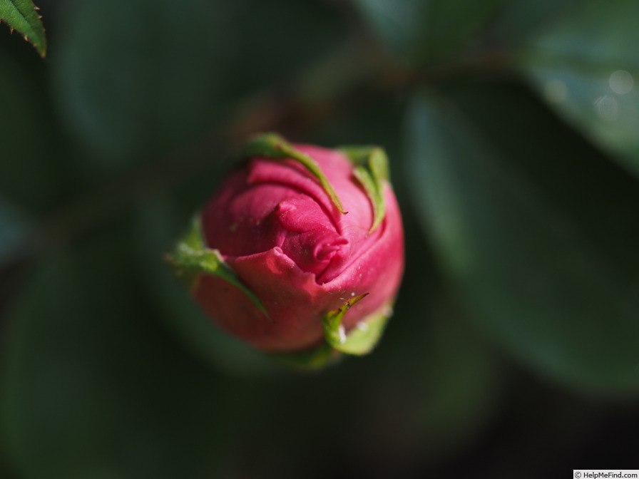 'Étoile de Portugal' rose photo