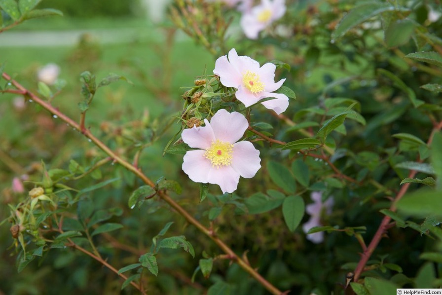 'R. palustris' rose photo