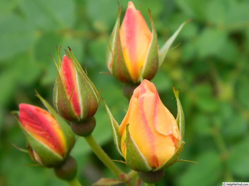'Borut's Power' rose, click to enlarge 'Borut's Power' rose photo