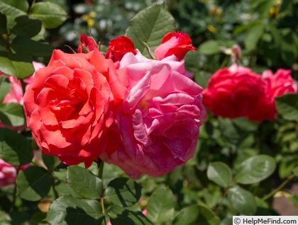 'Amerlock ®' rose photo
