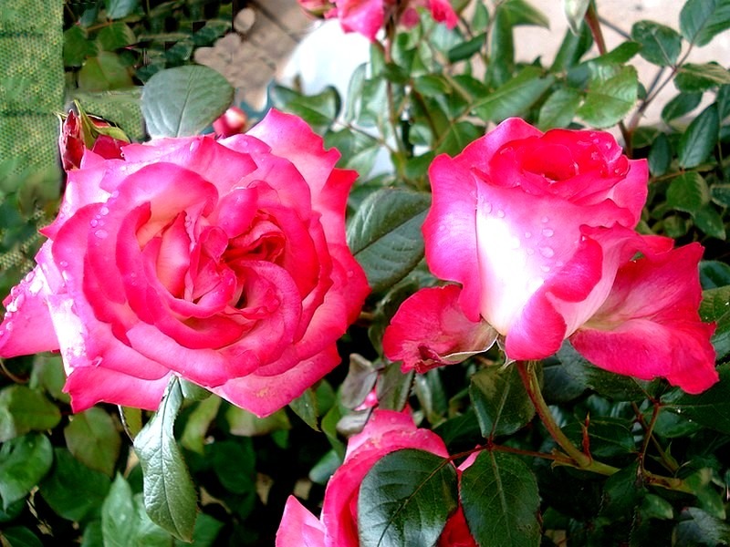 'Pascal Sevran ®' rose photo