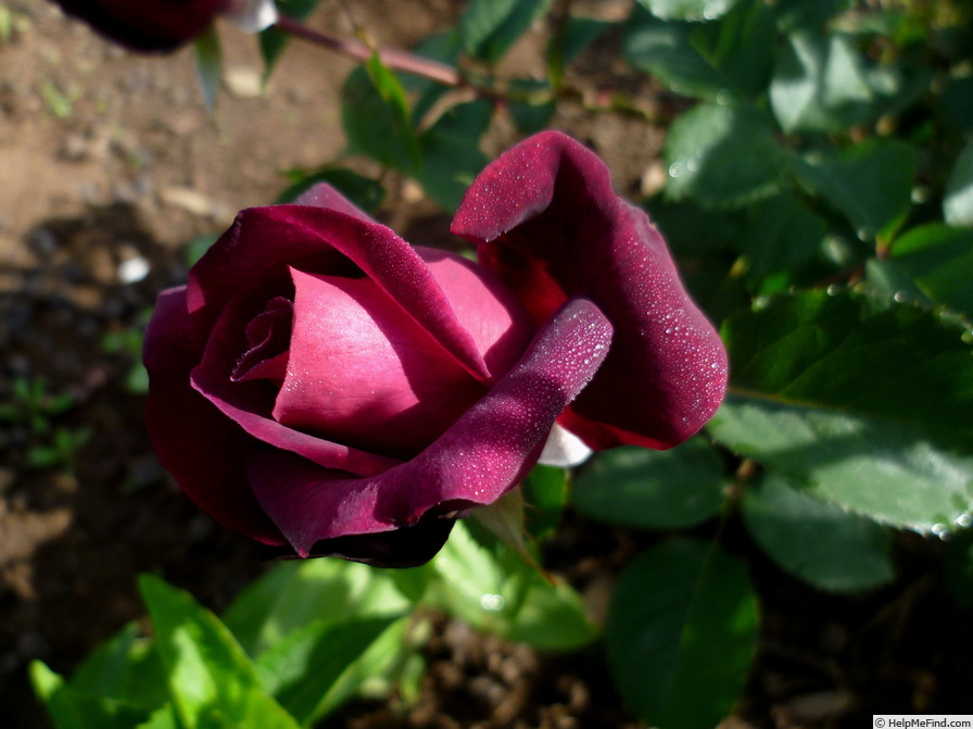 'Gräfin Diana ®' rose photo